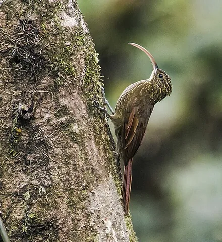 brown-billed scythebill: campylorhamphus pusillus, a species of scythebill bird in the genus Campylorhamphus
