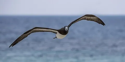 brown booby: a bird, Sula leucogaster plotus
