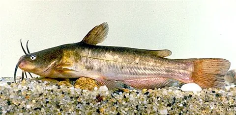 brown bullhead: a catfish native to eastern North America, Ameiurus nebulosus