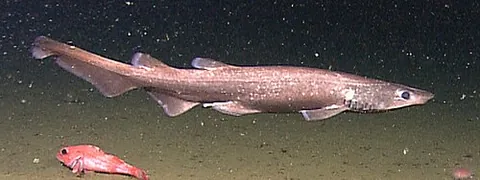 brown catshark: a deep-water shark with a long, slender body with broad, bell-shaped snout (Apristurus brunneus),...
