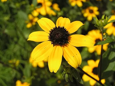 brown-eyed susan: a flowering annual plant Rudbeckia triloba; the state flower of Maryland