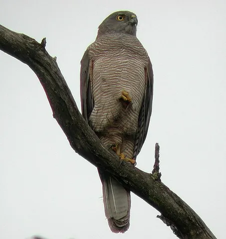 brown goshawk: a bird of prey, Accipiter fasciatus, of Australia, southern Indonesia, New Guinea, and the western...