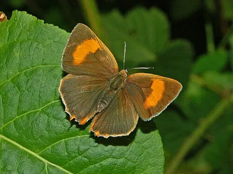 brown hairstreak: a brown and orange butterfly of species Thecla betulae, family Lycaenidae
