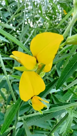brown hemp: synonym of Indian hemp (Crotalaria juncea)