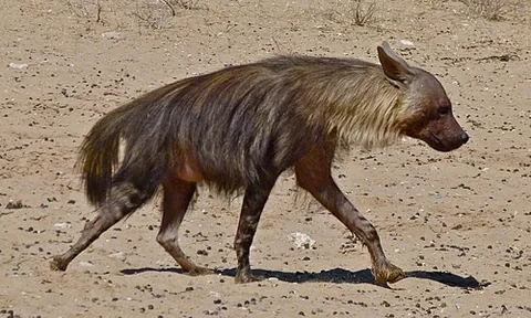 brown hyena: a comparatively rare species of hyena, Parahyaena brunnea, endemic to desert and semi-desert areas...