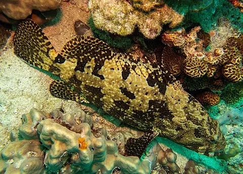 brown-marbled grouper: any large serranid fish of the species Epinephelus fuscoguttatus, found in the Pacific and...
