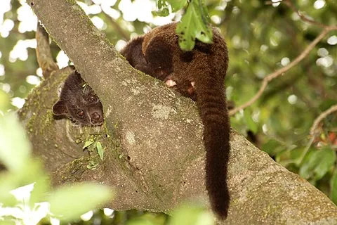 brown palm civet: a small mammal of species Chrotogale owstoni, found in the Western Ghats in India