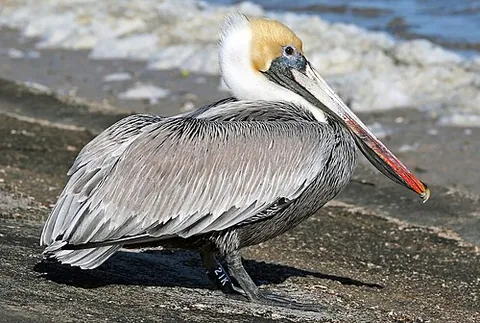 brown pelican: pelecanus occidentalis, a small pelican found in the Americas