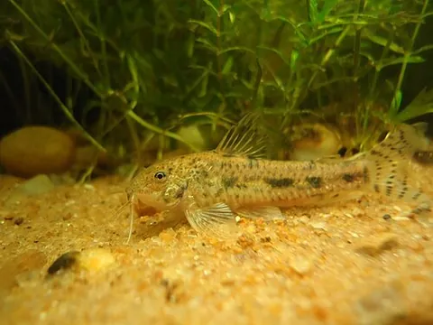 brown-point shield skin longirostris: aspidoras fuscoguttatus, a species of tropical freshwater catfish, growing up to 4 centimetres (1.6...