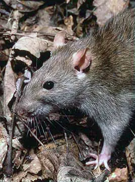 brown rat: a rat of species Rattus norvegicus, common worldwide