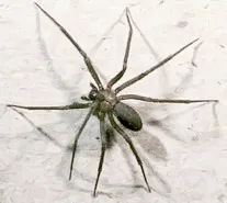 brown recluse: a venomous spider of the south central United States that has a mark on its back in the shape of a...