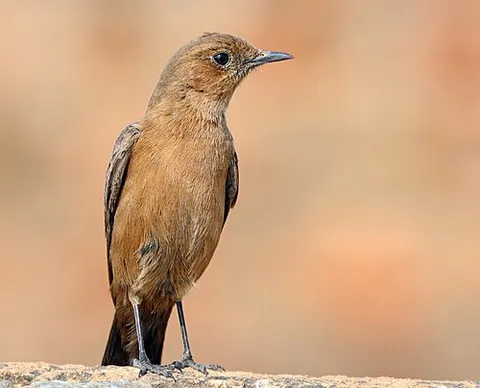brown rock chat: a bird species, Oenanthe fusca, found in northern and central India; an individual of this species