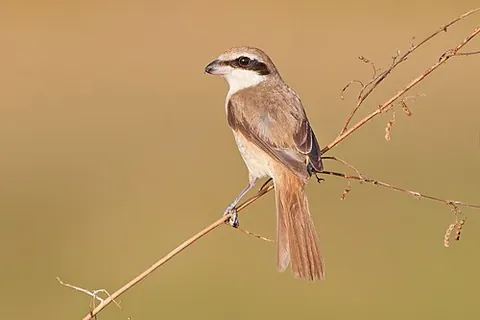 brown shrike: lanius cristatus, a bird in the shrike family (Lanius) that is found mainly in Asia. It is closely...