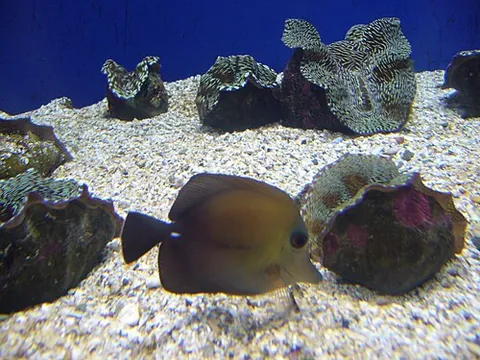 brown tang: a fish of species Zebrasoma scopas of tangs