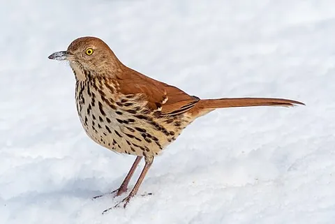 brown thrasher: a songbird found in eastern USA, taxonomic name Toxostoma rufum, known for its large song repertoire
