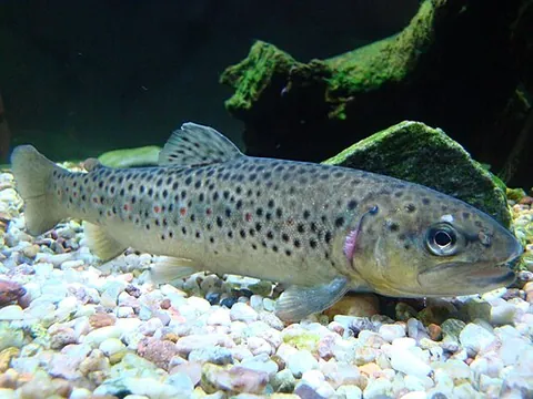 brown trout: a nonmigratory freshwater trout of species Salmo trutta, with dark spotted skin, native to Europe...