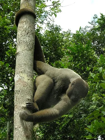 brown woolly monkey: a woolly monkey found in South America, taxonomic name Lagothrix lagotricha