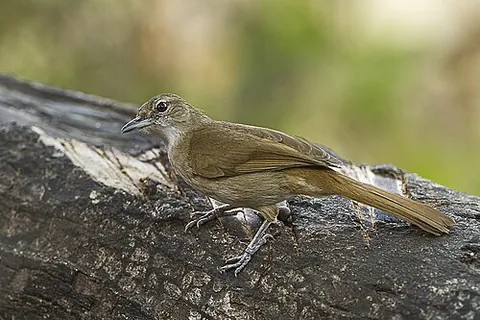 brownbul: either of two species of birds in the greenbul genus Phyllastrephus