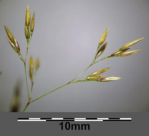 browntop: common bent (Agrostis capillaris)