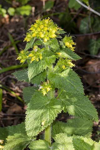 brownwort: a figwort of the species Scrophularia vernalis or (possibly) of certain other species of the same...