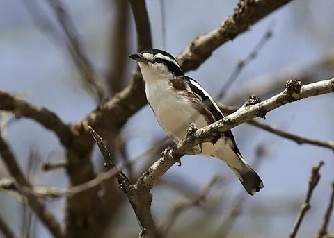 brubru: also more fully as brubru shrike: a bird in the bushshrike family found in sub-Saharan Africa...