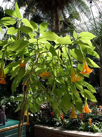 brugmansia: a flowering plant of the genus Brugmansia, native to subtropical regions of South America