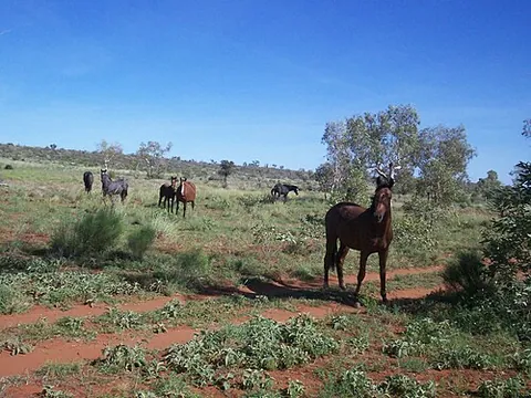 brumby: a wild or feral horse