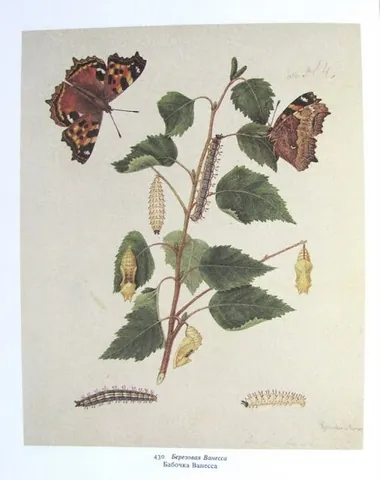 brush-footed butterfly: a butterfly of the family Nymphalidae