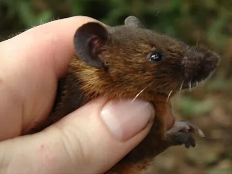 brush-furred mouse: a sub-Saharan African rodent belonging to the genus Lophuromys