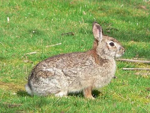 brush rabbit: a species of small cottontail rabbits found in the Pacific Slope of the western United States and...