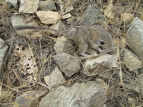 brush-tailed mouse: a small rodent belonging to the genus Calomyscus