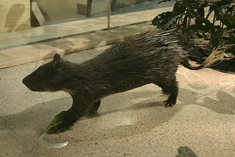 brush-tailed porcupine: a genus of mammals (Atherurus), of Old World porcupines, found in Asia and Africa