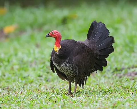 brush-turkey: any of several species of large birds, found in Australia and New Guinea, in the megapode...