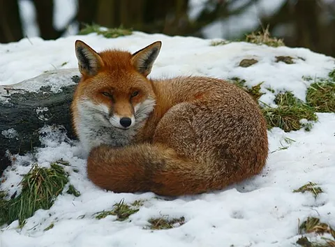 brushy: having a similar texture to a fox’s tail; brushlike, bushy