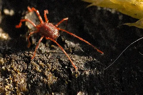 bryobia: a spider mite of the genus Bryobia