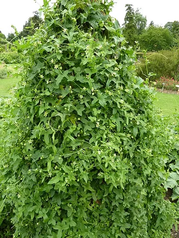 bryony: a perennial herb of the genus Bryonia, especially the common wild subspecies Bryonia cretica dioica...