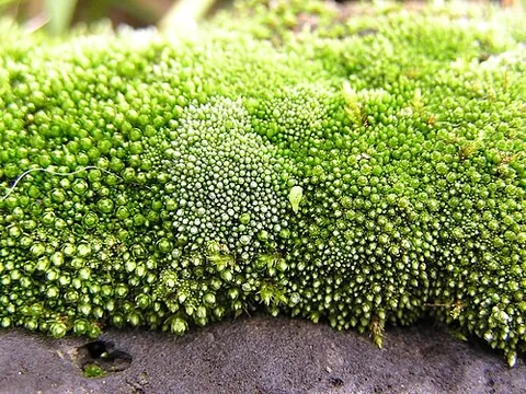 bryophyte: any plant of the division Bryophyta, defined sensu lato to comprise the mosses, liverworts and...
