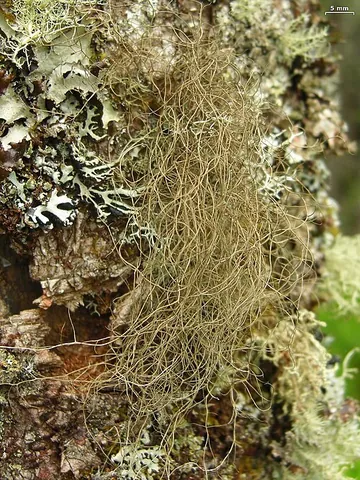 bryoria: any stringy, hairlike lichenized fungus of the genus Bryoria