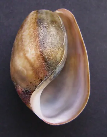 bubble shell: any of the headshield slugs of genus Bulla, belonging to the order Cephalaspidea of gastropods