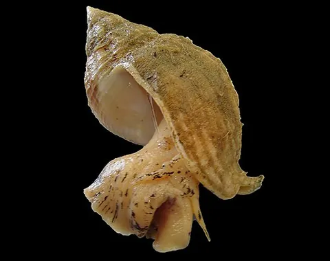 buccinoid: belonging to the genus Buccinum