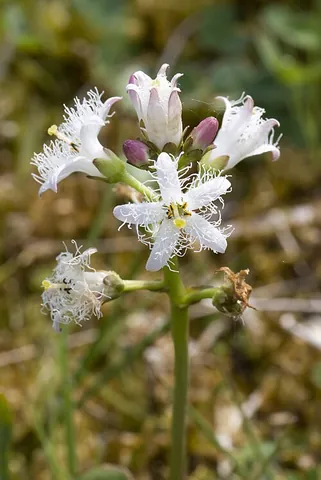 buckbean: a plant of species Menyanthes trifoliata, with racemes of white or reddish flowers and intensely...