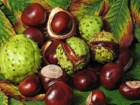 buckeye: any of several species of trees of the genus Aesculus