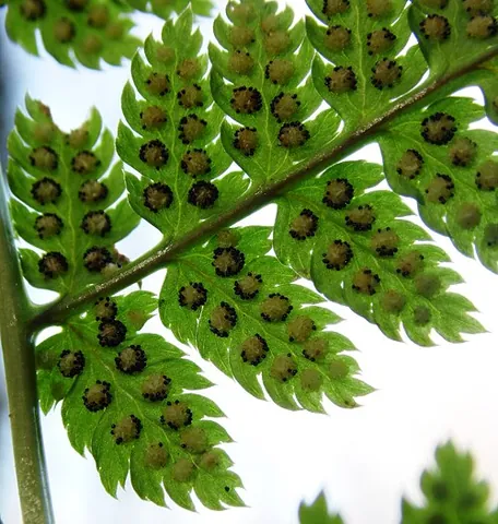 buckler fern: certain species of the fern genera, principally of genus Dryopteris