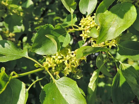 buckthorn: especially genus Rhamnus,