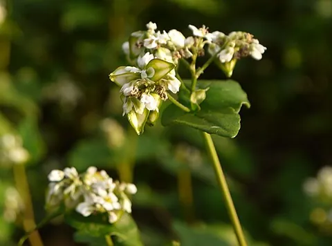 buckwheat: an Asian plant, of the species Fagopyrum esculentum