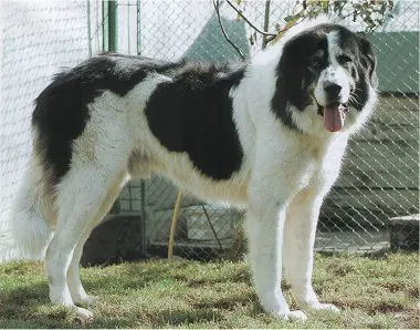 bucovina shepherd dog: a large and powerful rustic livestock guardian dog breed