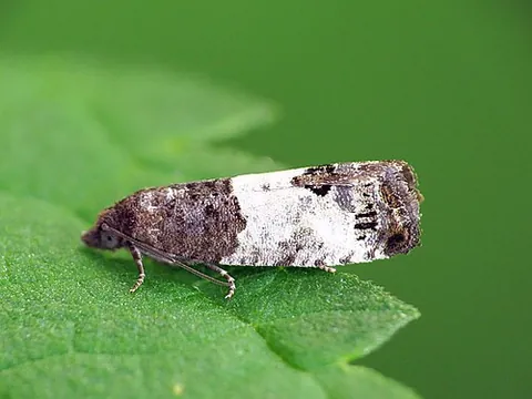 bud moth: spilonota ocellana, a tortricid moth whose larvae feed on various deciduous trees and shrubs