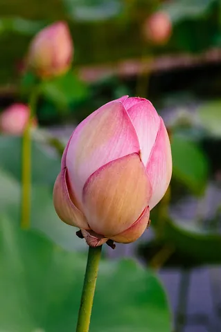 bud: a newly sprouted leaf or blossom that has not yet unfolded