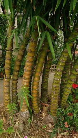 buddha belly bamboo: cultivated varieties of either of two species of bamboo, Bambusa tuldoides and Bambusa vulgaris,...