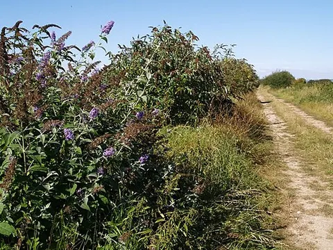 buddleia: a tree or shrub of the genus Buddleja, of Africa, Asia, and the Americas, especially Buddleja...